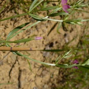 Photographie n°2567256 du taxon Centaurium pulchellum (Sw.) Druce [1898]