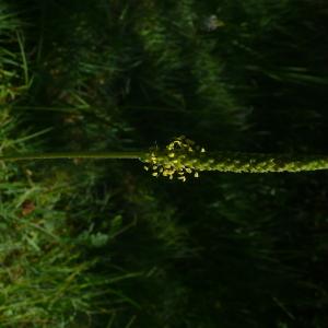Photographie n°2567262 du taxon Plantago maritima subsp. serpentina (All.) Arcang. [1882]