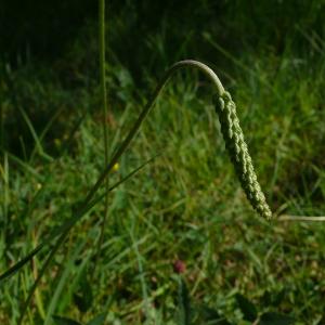 Photographie n°2567263 du taxon Plantago maritima subsp. serpentina (All.) Arcang. [1882]