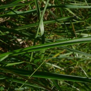 Photographie n°2567264 du taxon Plantago maritima subsp. serpentina (All.) Arcang. [1882]