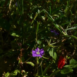 Photographie n°2567277 du taxon Legousia speculum-veneris (L.) Chaix [1785]