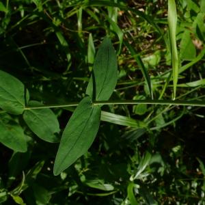 Photographie n°2567280 du taxon Hypericum montanum L. [1755]