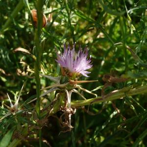 Photographie n°2567282 du taxon Centaurea calcitrapa L. [1753]