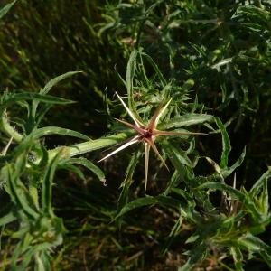 Photographie n°2567283 du taxon Centaurea calcitrapa L. [1753]