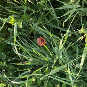 Photographie n°2567299 du taxon Papaver rhoeas