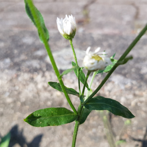 Photographie n°2567302 du taxon Erigeron annuus (L.) Desf.