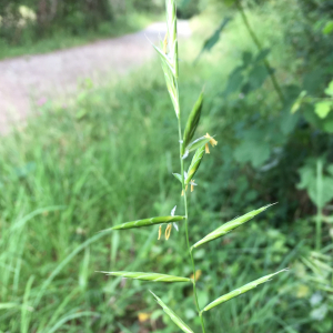 Photographie n°2567313 du taxon Brachypodium rupestre (Host) Roem. & Schult. [1817]