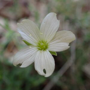 Photographie n°2567335 du taxon Arenaria montana L.