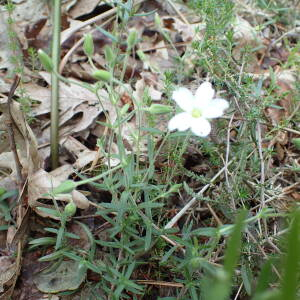 Photographie n°2567337 du taxon Arenaria montana L.
