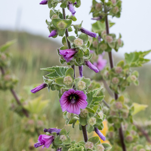 Photographie n°2567383 du taxon Malva arborea (L.) Webb & Berthel.