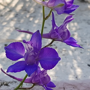 Photographie n°2567413 du taxon Delphinium ajacis L.