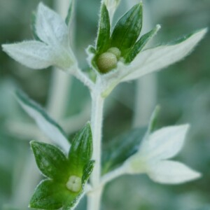 Photographie n°2567494 du taxon Teucrium fruticans L. [1753]