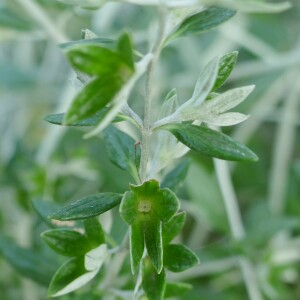 Photographie n°2567496 du taxon Teucrium fruticans L. [1753]