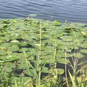 Photographie n°2567502 du taxon Nuphar lutea (L.) Sm. [1809]