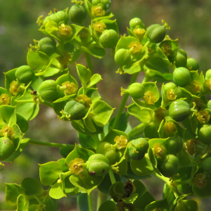 Photographie n°2567523 du taxon Euphorbia seguieriana Neck.