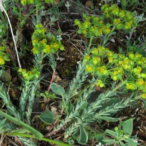 Photographie n°2567524 du taxon Euphorbia seguieriana Neck.