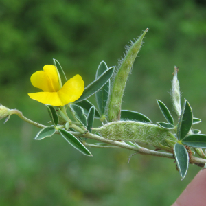 Photographie n°2567525 du taxon Argyrolobium zanonii (Turra) P.W.Ball