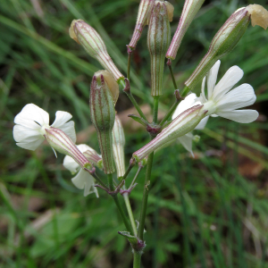Photographie n°2567526 du taxon Silene italica (L.) Pers.