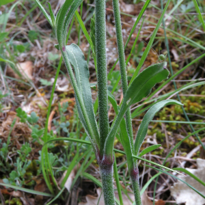 Photographie n°2567528 du taxon Silene italica (L.) Pers.
