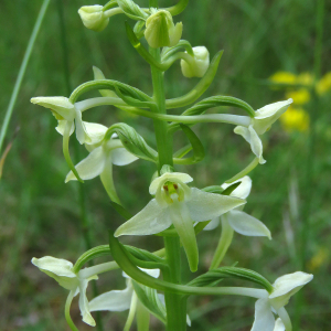 Photographie n°2567530 du taxon Platanthera bifolia (L.) Rich.