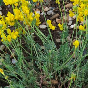 Photographie n°2567532 du taxon Coronilla minima L.