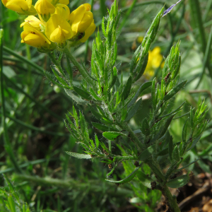 Photographie n°2567535 du taxon Genista hispanica L.