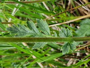 Henri Scordia, le 19 juin 2023 (Angoustrine-Villeneuve-des-Escaldes (Chaos de Targassonne))