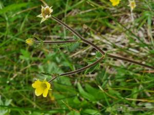 Henri Scordia, le 19 juin 2023 (Angoustrine-Villeneuve-des-Escaldes (Chaos de Targassonne))
