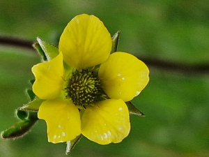 Henri Scordia, le 19 juin 2023 (Angoustrine-Villeneuve-des-Escaldes (Chaos de Targassonne))