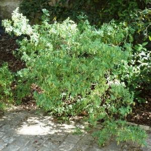 Photographie n°2567573 du taxon Coronilla valentina L. [1753]