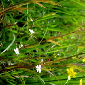 Photographie n°2567608 du taxon Veronica scutellata L. [1753]