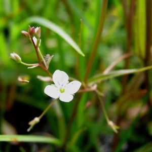 Photographie n°2567609 du taxon Veronica scutellata L. [1753]