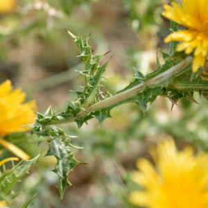 Photographie n°2567673 du taxon Scolymus hispanicus L.