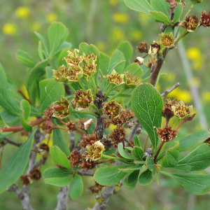 Photographie n°2567682 du taxon Spiraea hypericifolia subsp. obovata (Waldst. & Kit. ex Willd.) H.Huber