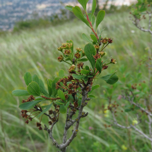 Photographie n°2567683 du taxon Spiraea hypericifolia subsp. obovata (Waldst. & Kit. ex Willd.) H.Huber