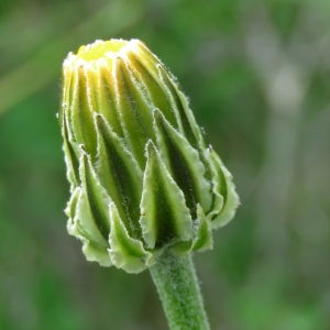 Photographie n°2567686 du taxon Crepis albida subsp. albida 