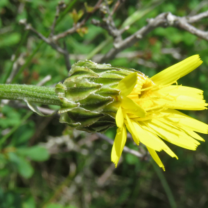 Photographie n°2567687 du taxon Crepis albida subsp. albida 