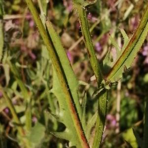 Photographie n°2567701 du taxon Crepis setosa Haller f. [1797]