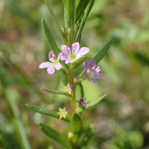 Photographie n°2567720 du taxon Lythrum hyssopifolia L.