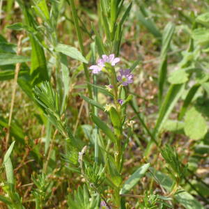 Photographie n°2567722 du taxon Lythrum hyssopifolia L.