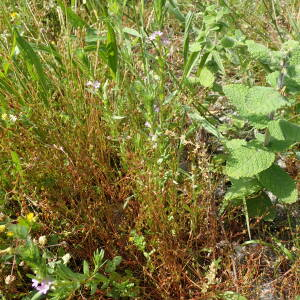 Photographie n°2567723 du taxon Lythrum hyssopifolia L.