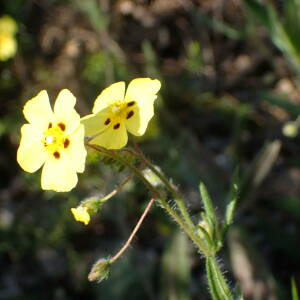 Photographie n°2567729 du taxon Tuberaria guttata (L.) Fourr.