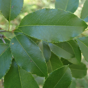 Photographie n°2567733 du taxon Prunus serotina Ehrh.