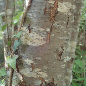Photographie n°2567735 du taxon Prunus serotina Ehrh.