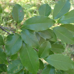 Photographie n°2567736 du taxon Prunus serotina Ehrh.