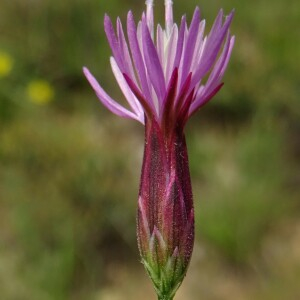 Crupina vulgaris var. alpestris (Arv.-Touv.) Douin (Crupine commune)