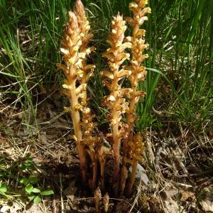 Photographie n°2567805 du taxon Orobanche lutea Baumg. [1816]