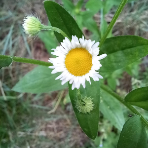 Photographie n°2567832 du taxon Erigeron annuus (L.) Desf. [1804]