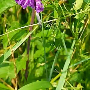 Photographie n°2567842 du taxon Vicia cracca L. [1753]