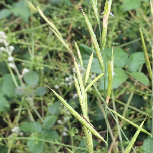 Photographie n°2567846 du taxon Brachypodium rupestre (Host) Roem. & Schult. [1817]